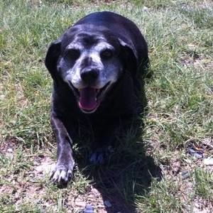 Meet your Posher, Robin